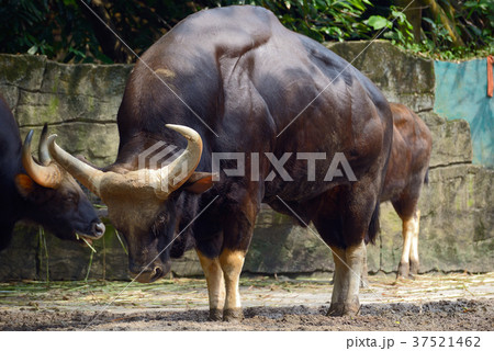 Family of gaur 37521462
