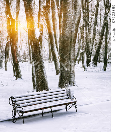 Park bench and trees covered by heavy snow Park bench and trees covered by heavy snow 37522399