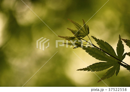 カエデの若葉 37522558