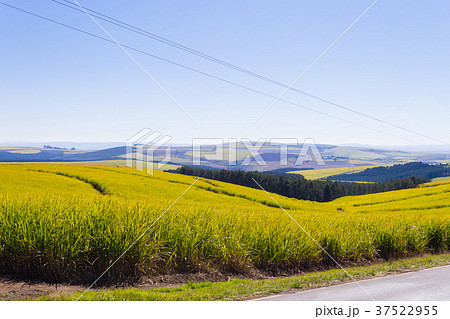 Valley of Thousand hills near Durban, South Africa 37522955