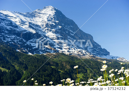アイガーと花 37524232