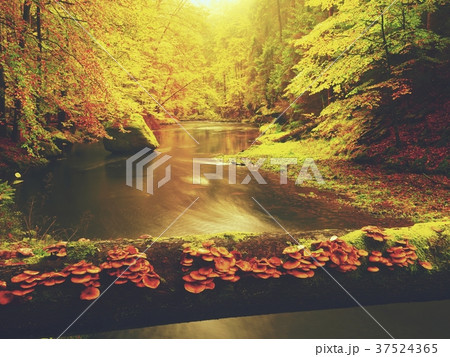 Colorful fall forest with mushrooms grow on trunk Colorful fall forest with mushrooms grow on trunk 37524365