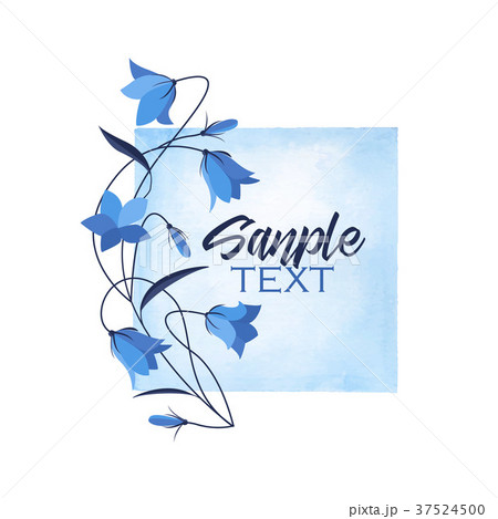 Summer flower campanula 37524500