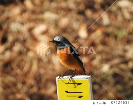 尉鶲 ジョウビタキ Daurian redstart 尉鶲 ジョウビタキ Daurian redstart 37524652