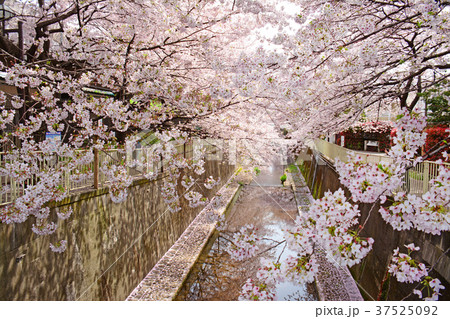 高井戸から浜田山周辺　神田川沿いの桜 37525092