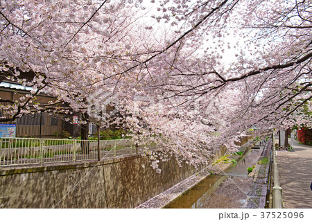 高井戸から浜田山周辺　神田川沿いの桜 37525096