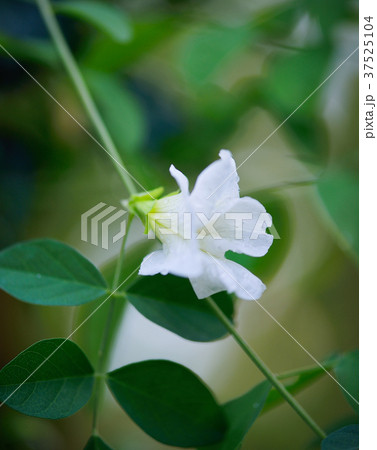 white Pea Flower on a background. 37525104