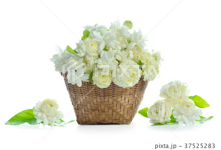 arabian jasmine, jasminum sambac arabian jasmine, jasminum sambac 37525283