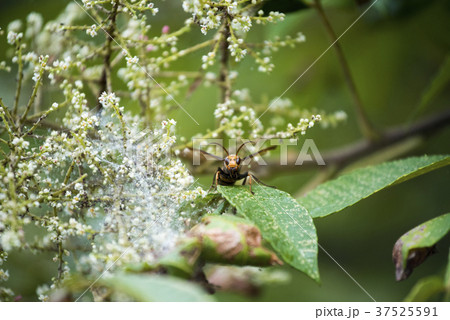 アシナガバチ　オンカメラ 37525591