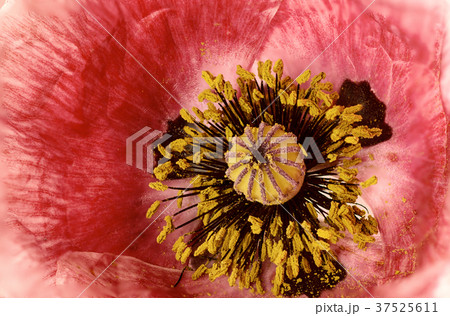 Poppy flower background 37525611
