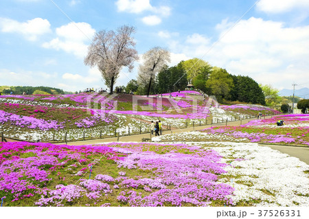 みさと芝桜公園２ 37526331