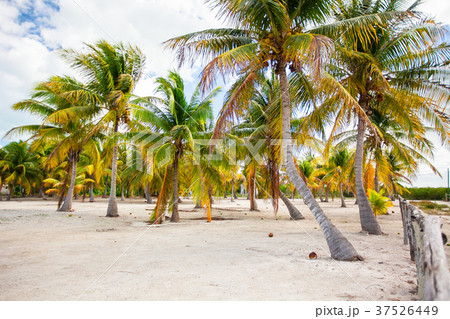 Palm trees on white sand beach on Holbox island Palm trees on white sand beach on Holbox island 37526449