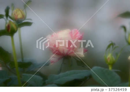 花きセンターのバラ、優雅に 37526459