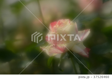 花きセンターのバラ、優雅に 37526460