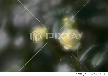 花きセンターのバラ、優雅に 37526464