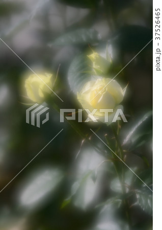 花きセンターのバラ、優雅に 37526465