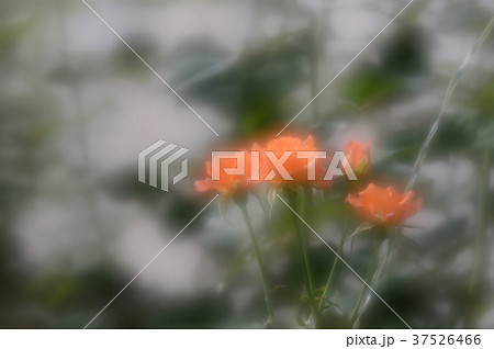 花きセンターのバラ、優雅に 37526466