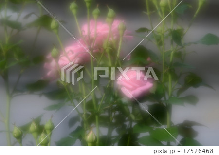 花きセンターのバラ、優雅に 37526468