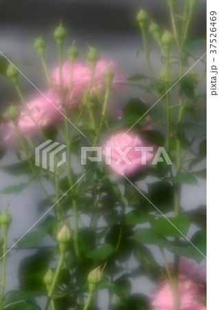 花きセンターのバラ、優雅に 37526469