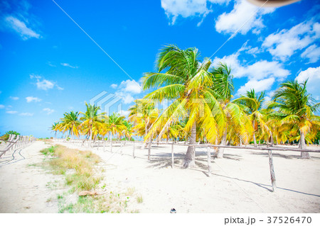 Palm trees on white sand beach 37526470
