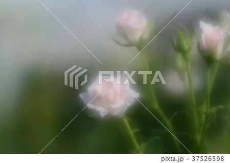 花きセンターのバラ、優雅に 37526598