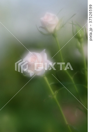 花きセンターのバラ、優雅に 37526599