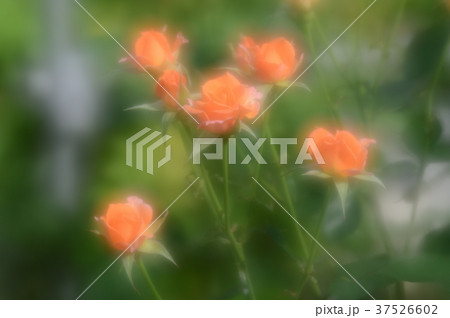 花きセンターのバラ、優雅に 37526602