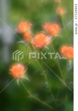 花きセンターのバラ、優雅に 花きセンターのバラ、優雅に 37526603