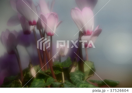 花きセンターのシクラメン、華麗に 37526604