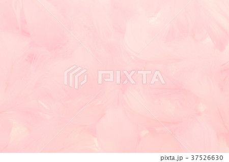 ピンク色の羽根 37526630