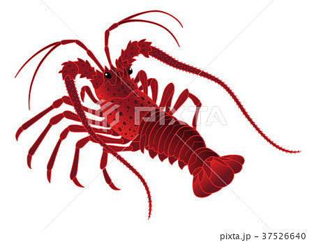 伊勢海老　いせえび　白背景 37526640