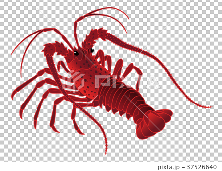 伊勢海老　いせえび　白背景 37526640