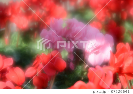 花きセンターのシクラメン、華麗に 37526641