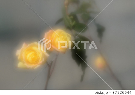 花きセンターのバラ、優雅に 37526644