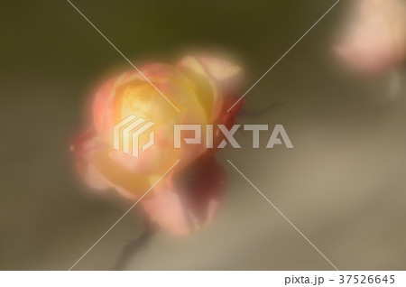 花きセンターのバラ、優雅に 37526645