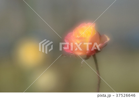 花きセンターのバラ、優雅に 37526646