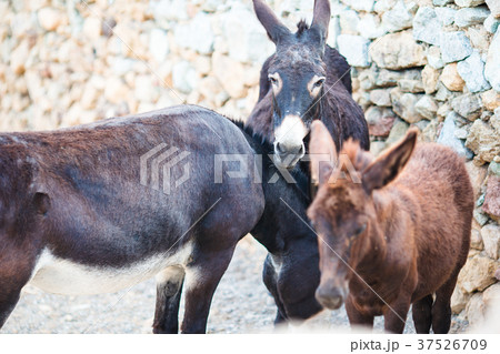 Funny donkeys on road in greek mountains. The best 37526709