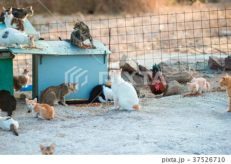 A lot of homeless cats and kittens on the road in 37526710