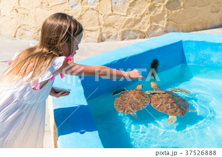 Adorable little girl feeds turtles in the natural 37526888