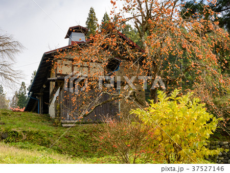 農家と柿 農家と柿 37527146