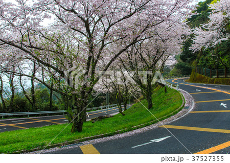 鏡山登山道のさくら 【佐賀県唐津市】 鏡山登山道のさくら 【佐賀県唐津市】 37527355