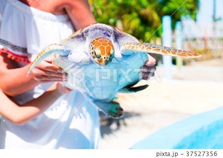 Close up sea turtle in female hands in exotic Close up sea turtle in female hands in exotic 37527356