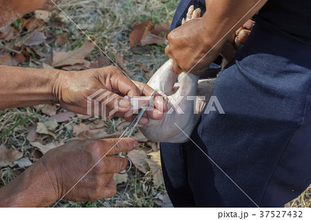 Veterinarian treat intestinal diseases for piglets 37527432