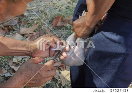 Veterinarian treat intestinal diseases for piglets Veterinarian treat intestinal diseases for piglets 37527433