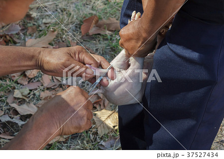 Veterinarian treat intestinal diseases for piglets 37527434