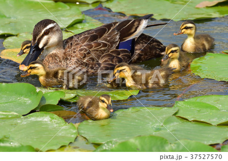 カルガモの親子 カルガモの親子 37527570