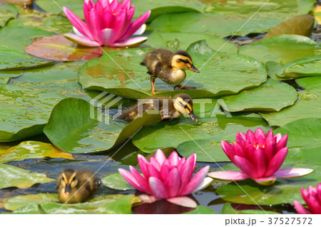 カルガモの雛達 37527572