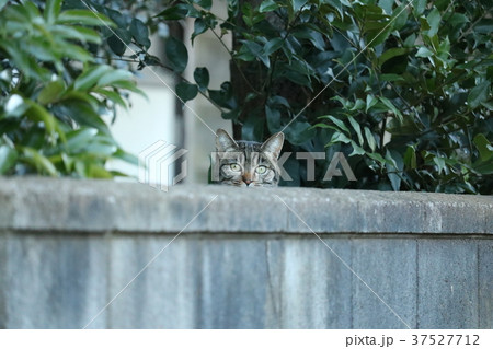 のぞく猫 37527712