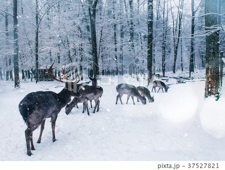 Winter wildlife landscape with young deer. Winter wildlife landscape with young deer. 37527821
