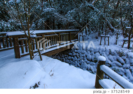 雲仙　白雲の池の雪景色　【長崎県雲仙市】 37528549